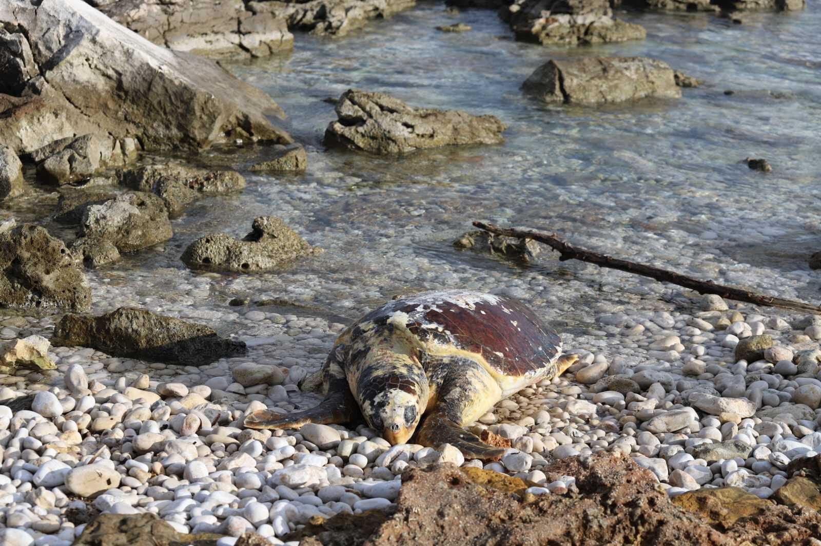 Trenutno pregledavate Pomor glavatih želvi u uvali Sakarun na Dugom otoku