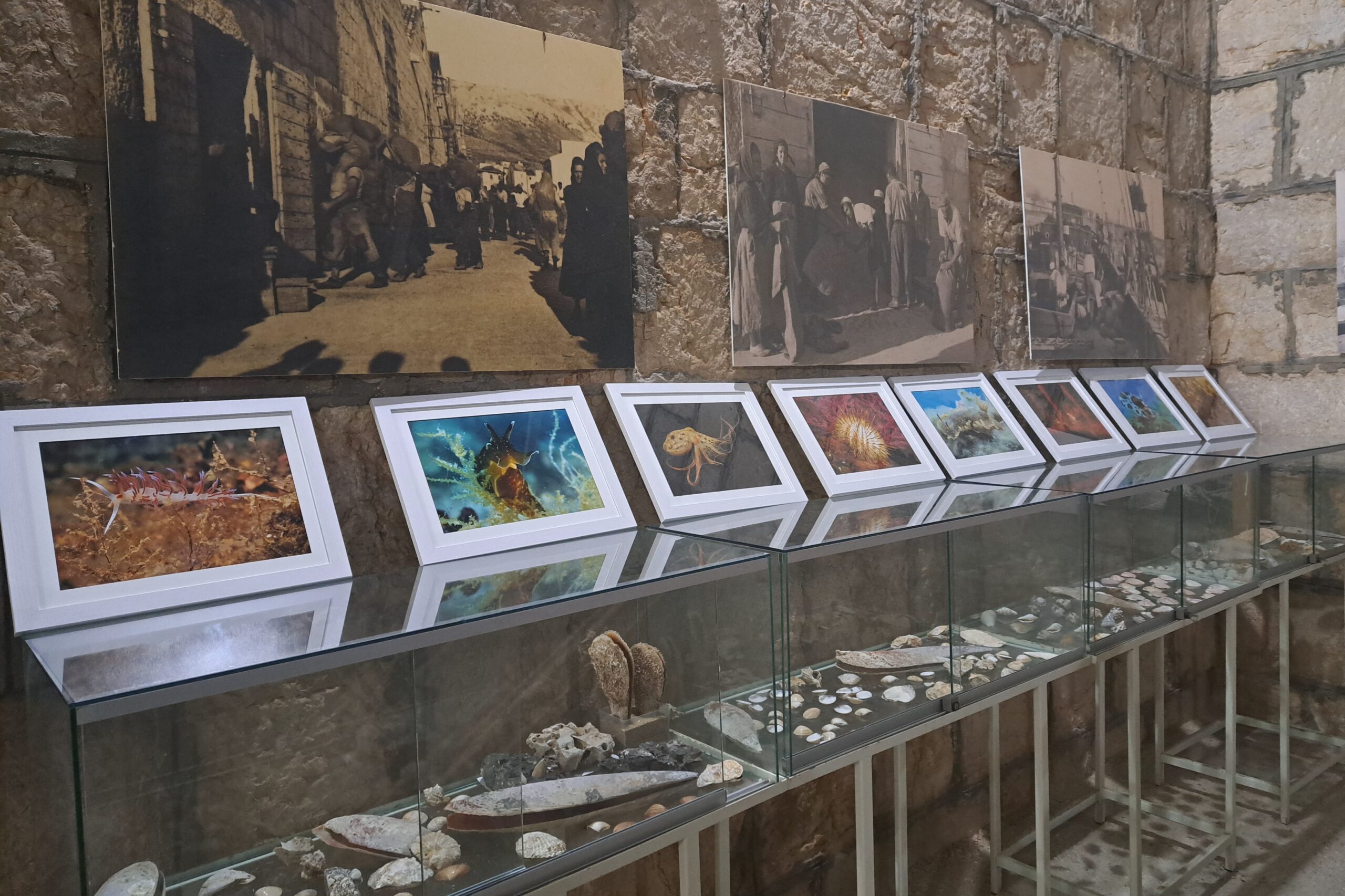 Trenutno pregledavate NATURA-JADERA poklonila Dječjem vrtiću Latica fotografije podmorskih motiva Đanija Iglića
