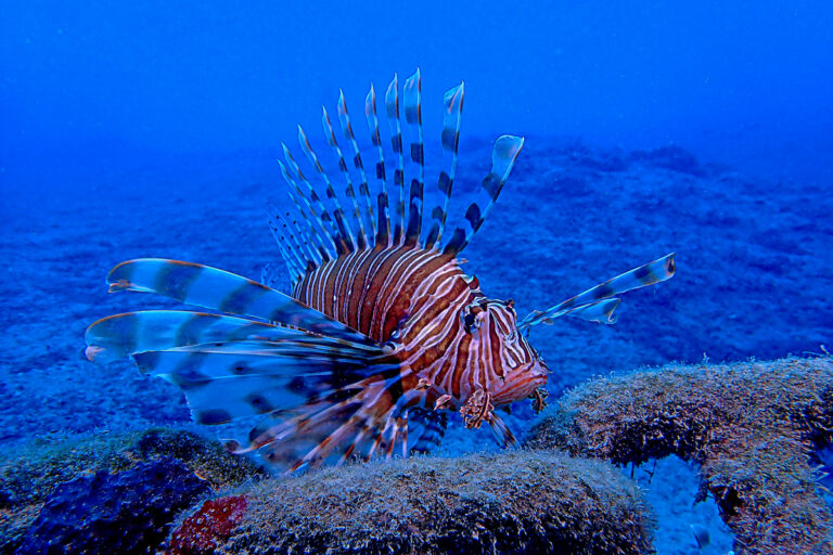 Pročitajte više o članku Vatrenjača se širi Jadranom – pokrenut projekt za kontrolu invazije