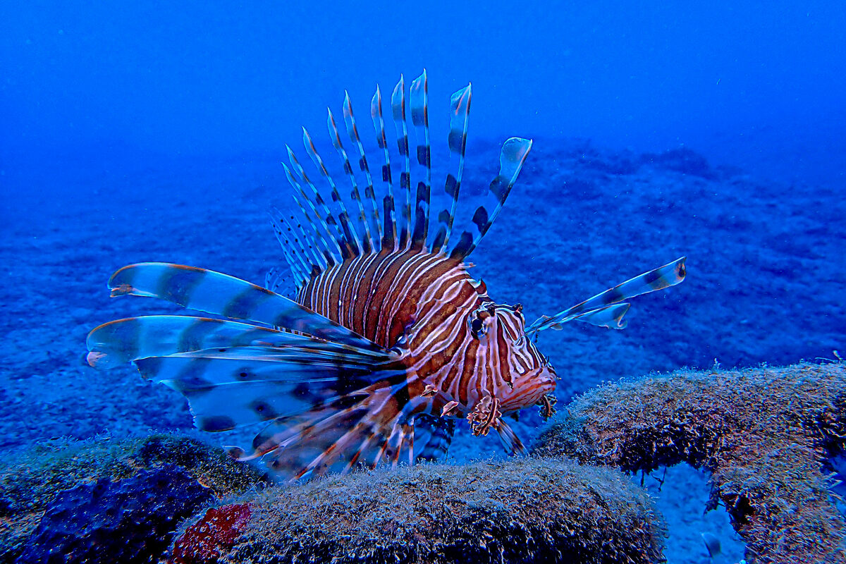 Trenutno pregledavate Vatrenjača se širi Jadranom – pokrenut projekt za kontrolu invazije